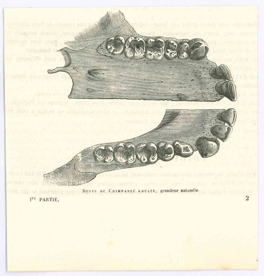 The Teeth