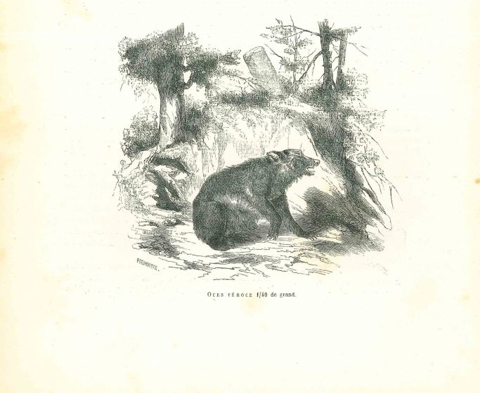 The Bear