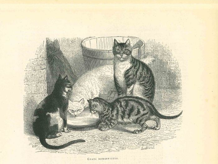 The Cats and Kitty