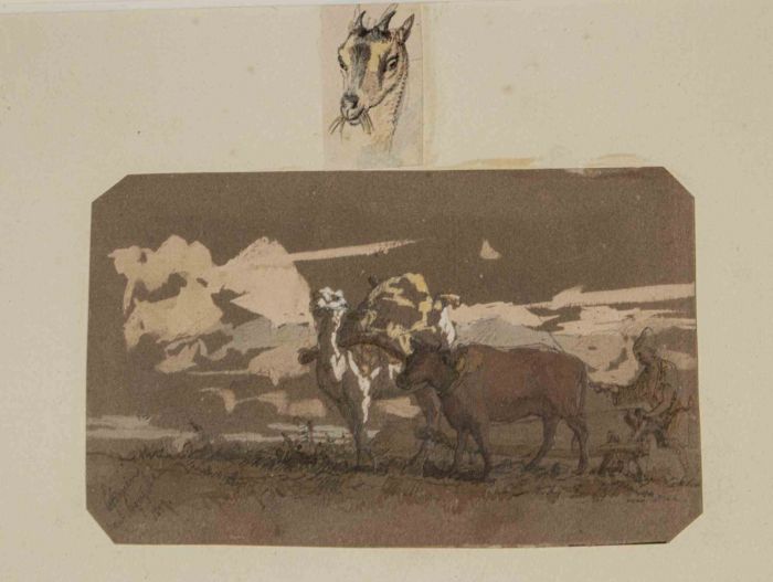 Animals in the Fields