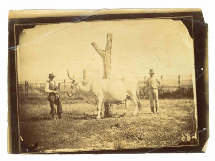 Anonymous - The Old Days Photo - Animals - Vintage Photograph 