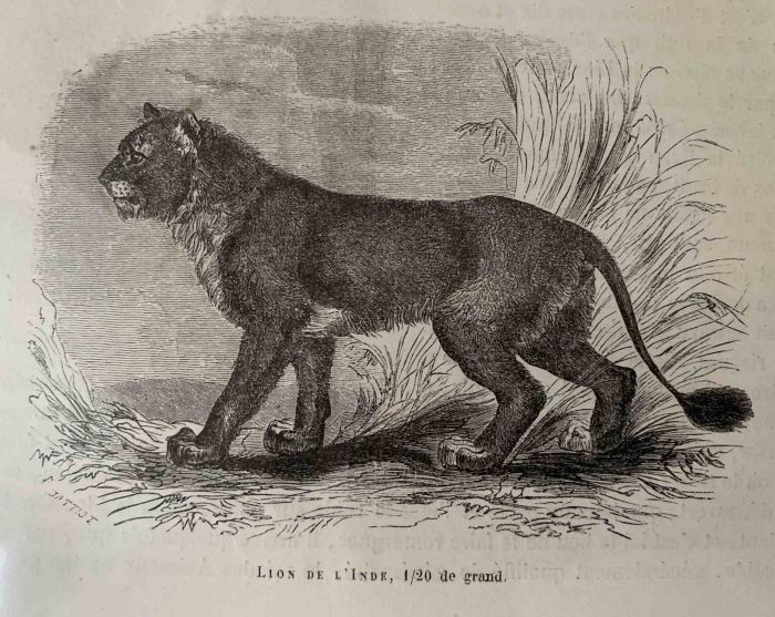 The Lion