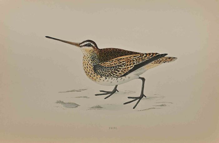  Snipe