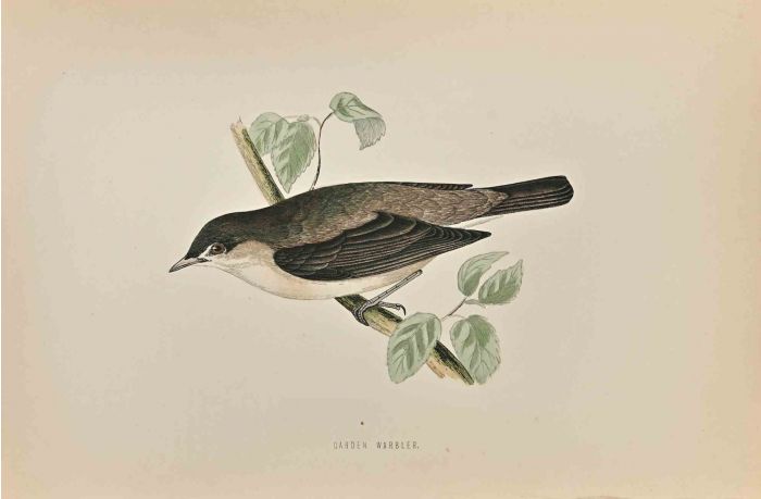 Garden Warbler