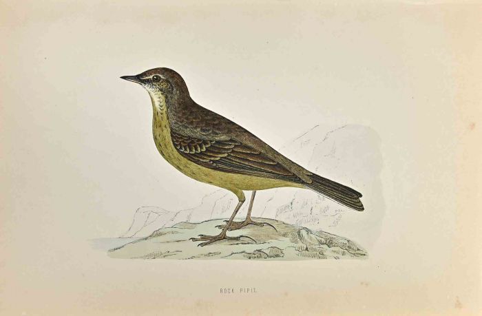 Rock Pipit