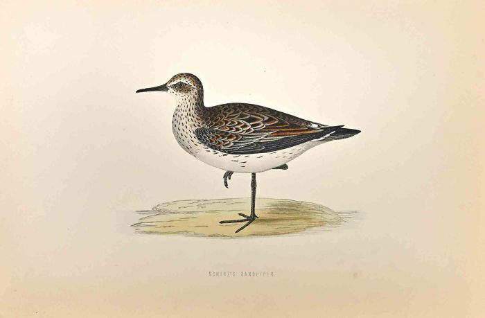 Schinz's Sandpiper