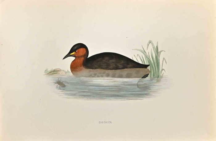 Dabchick