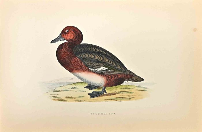 Ferruginous Duck