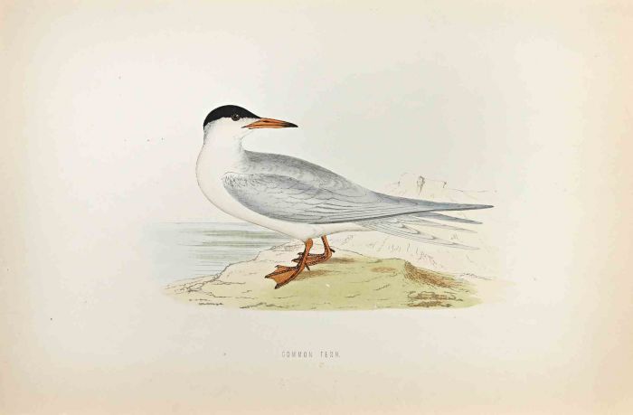 Common Tern
