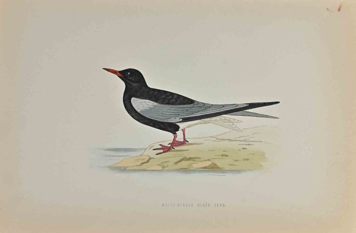 White-Winged Black Tern