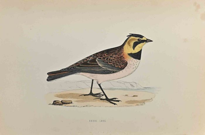 Shore Lark