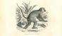 The Monkey