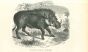 African Warthog