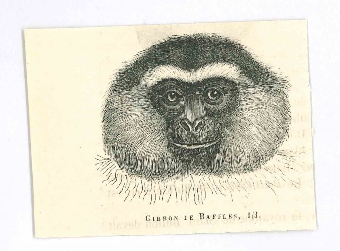 The Monkey