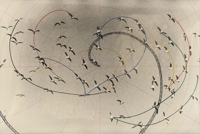 Flight Of Swallows by Pino Settanni - Contemporary Artwork