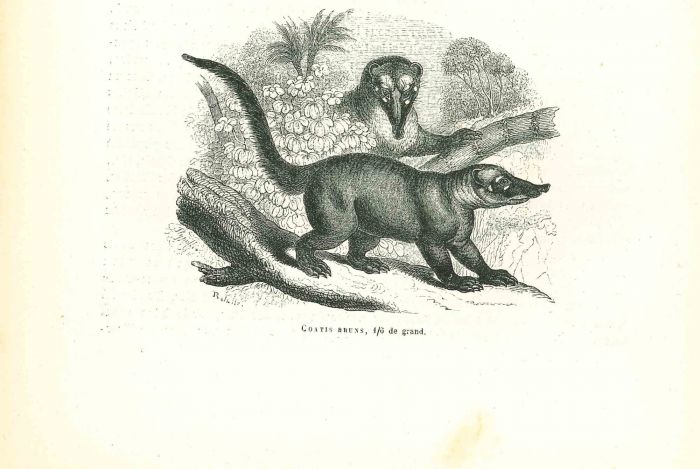 Coatis Bruns