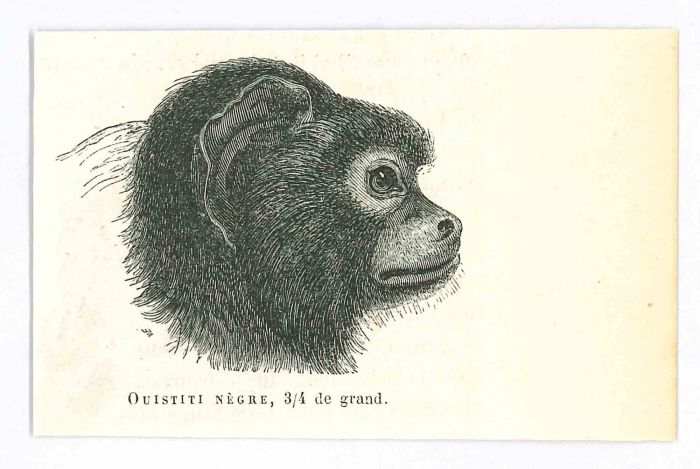 The Monkey