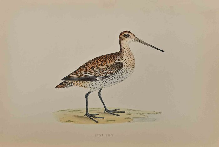 Great Snipe