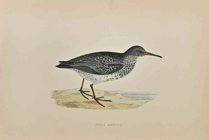 Purple Sandpiper
