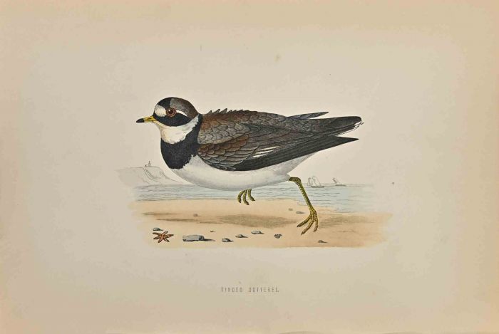 Ringed Dotterel