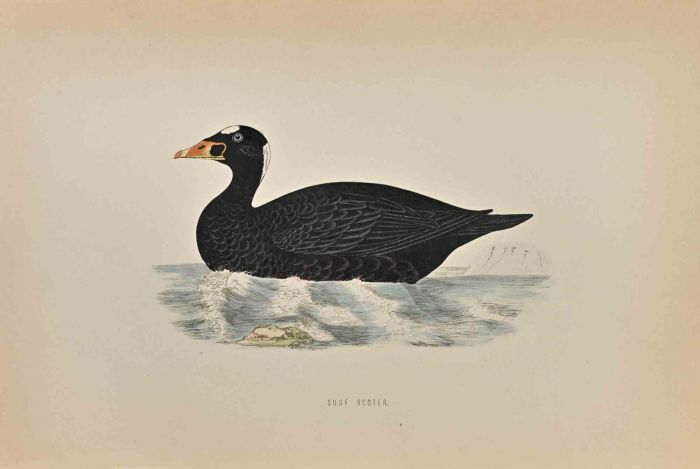 Surf Scoter