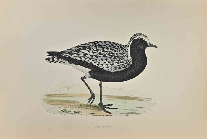 Grey Plover