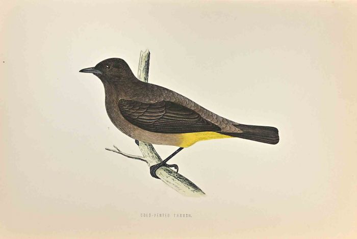 Gold-Vented Thrush