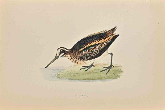 Jack Snipe
