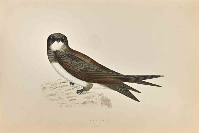 Alpine Swift