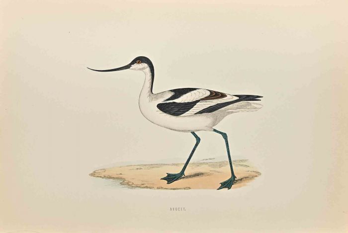 Avocet