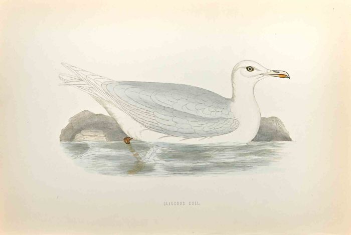 Glaucous Gull