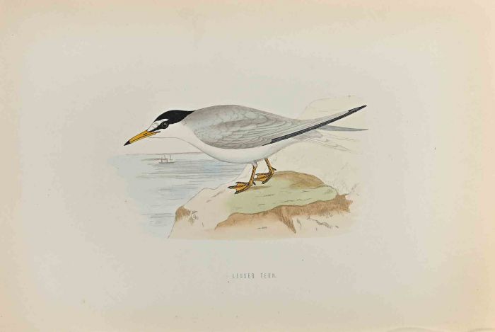 Lesser Tern