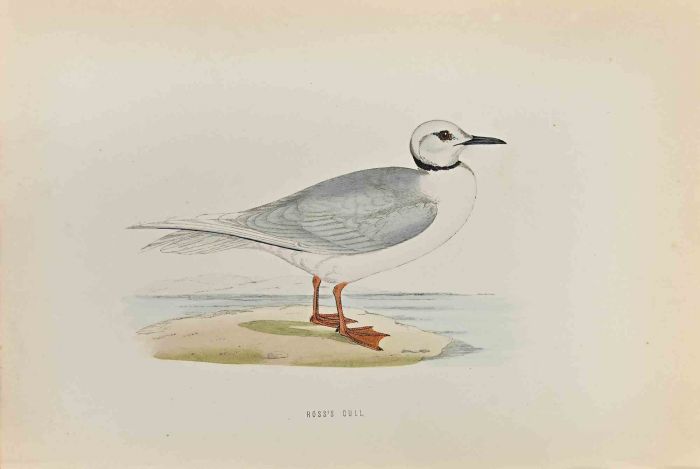 Ross's Gull
