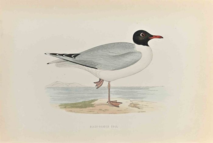 Black- Headed Gull