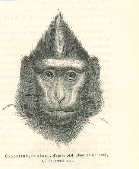 The Gorilla