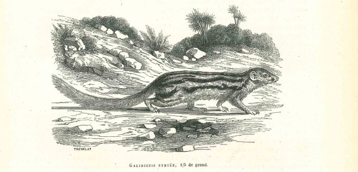 The Beaver