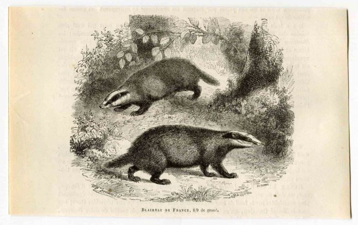 Blaireau de France