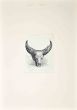 The Bull's Skull