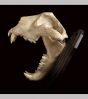 Lion Skull - Decorative Object