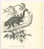 Prehensile-tailed Porcupine