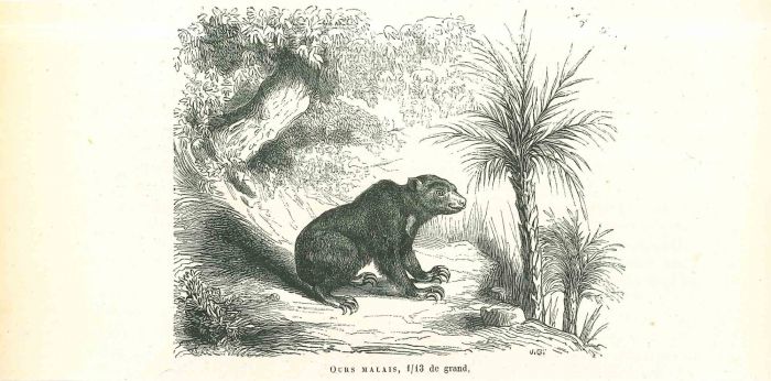 The Bear