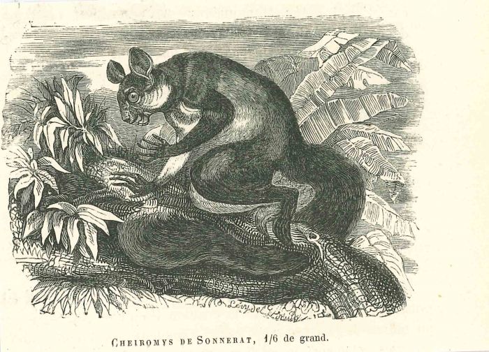Cheiromys De Sonnerat