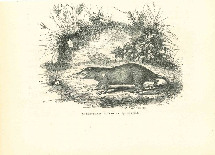 Solénodonte Paradoxal
