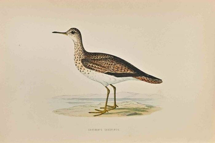 Bartram's  Sandpiper