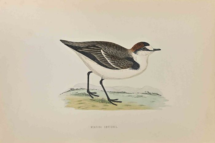 Kentish Dotterel