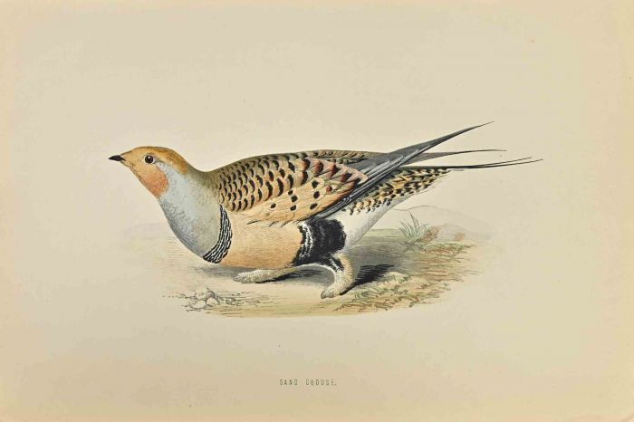 Sand Grouse