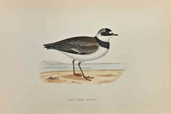 Little Ringed Dotterel