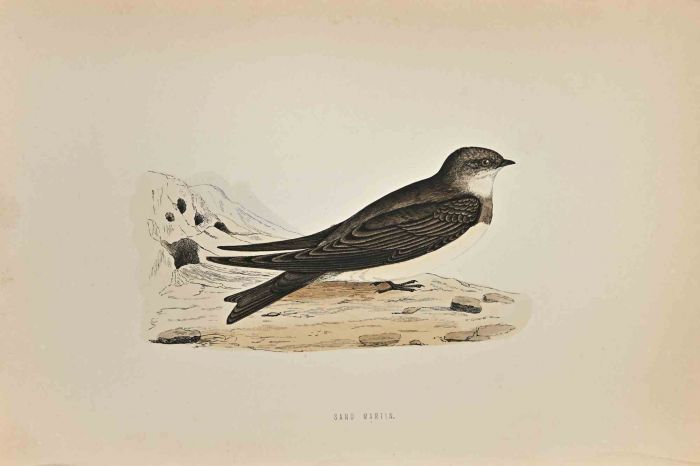 Sand Martin 