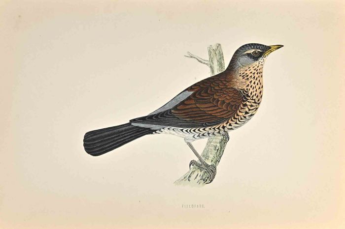 Fieldfare