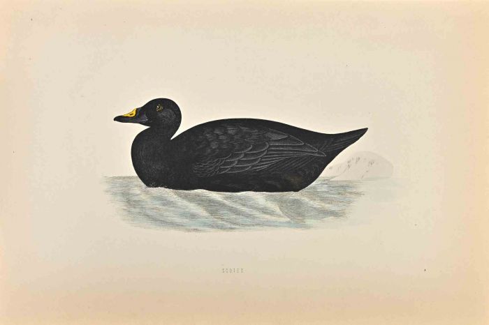 Scoter